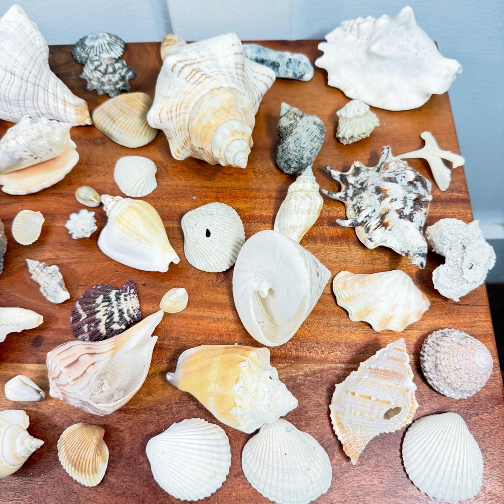 Large Assorted Sea Shell Collection Natural Conch Scallop Whelk Beach Decor Lot - Picture 7 of 16